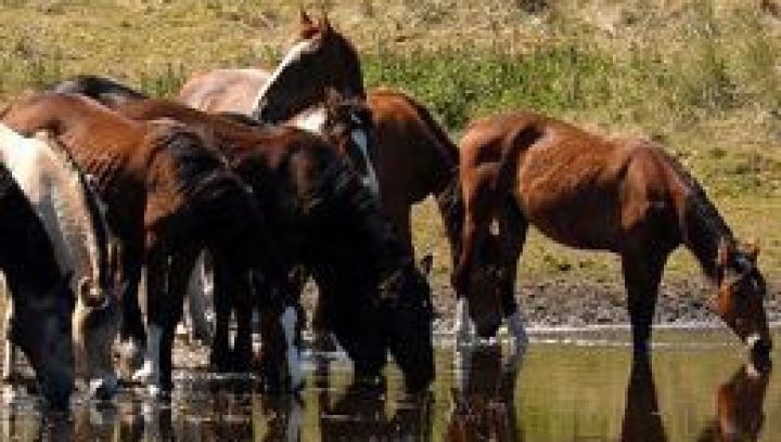 Horse island Ameland - Tourist Information “VVV”Ameland