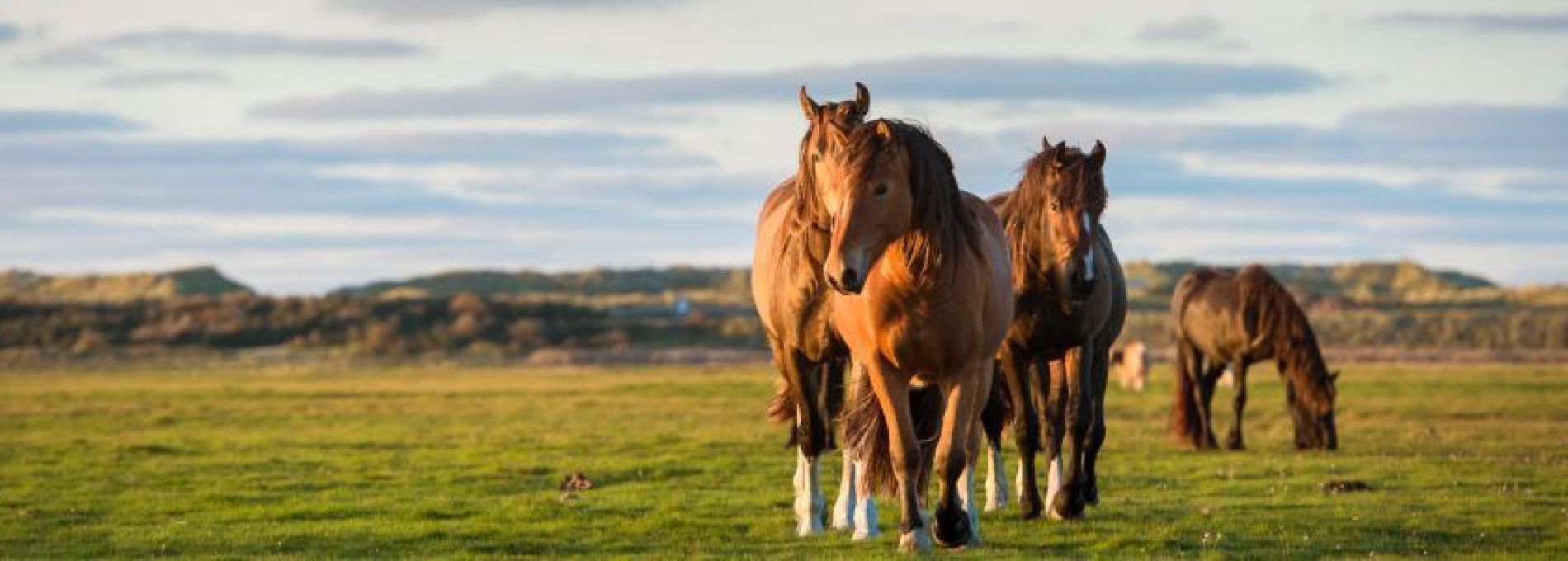 Frequently asked questions about activities and events on Ameland - Tourist Information Centre VVV Ameland.