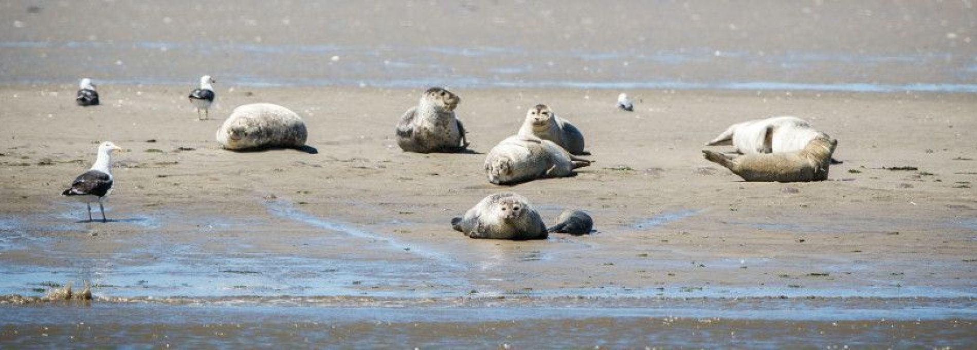 Frequently asked questions about giving a presentation about Ameland - Tourist Information Centre VVV Ameland.