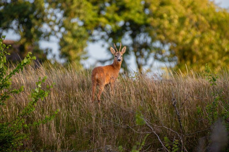 New Year's resolutions? Start on Ameland! - VVV Ameland
