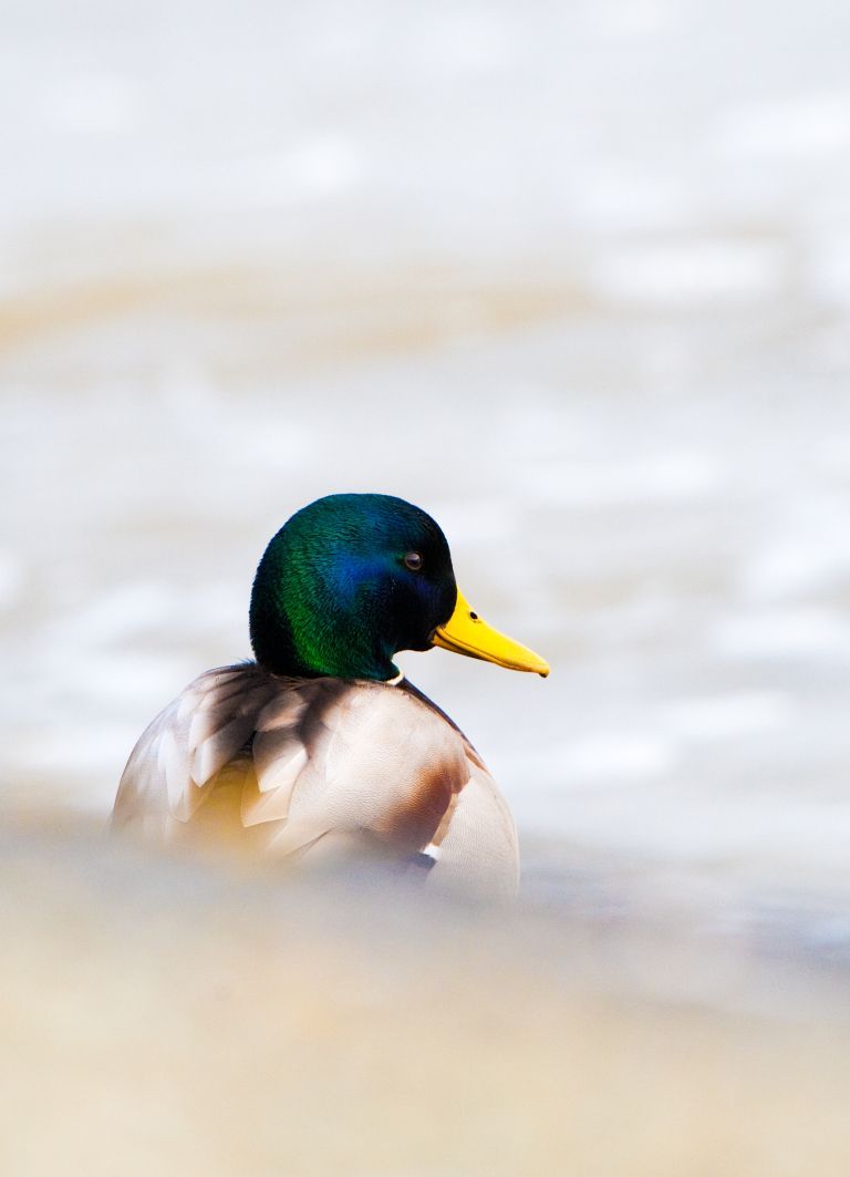 Duck pond Hollum - VVV Ameland