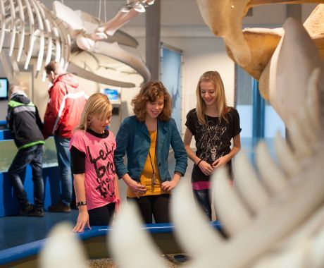 Nature Centre - Tourist Information “VVV” Ameland