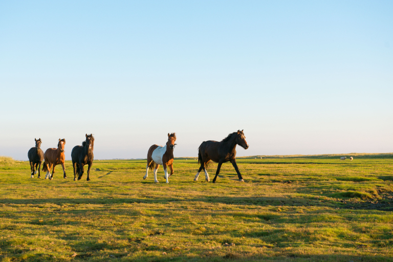 Autumn holiday on Ameland - VVV Ameland