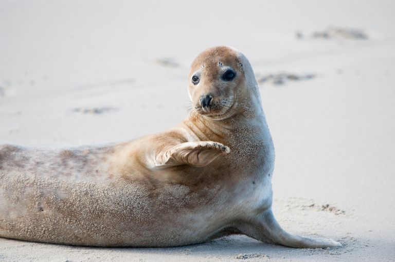 15x things to do on Ameland with children - from beach to treasure hunt - VVV Ameland