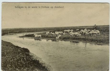 Schapen met herder op de buitenweide - Tourist Information 