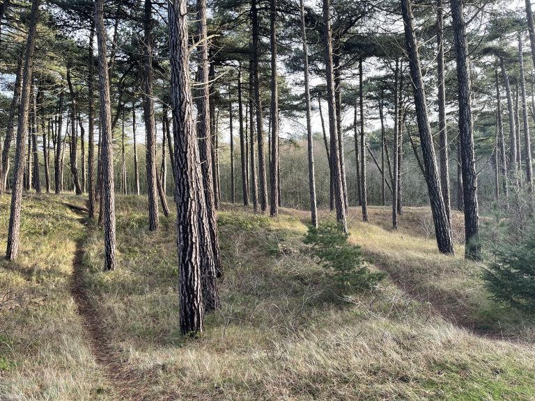 Playing in the Hollumer forest - VVV Ameland