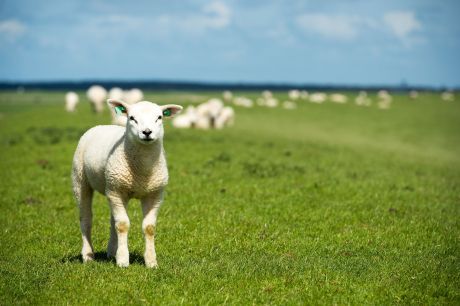 Hiking trails and maps - Tourist Information “VVV” Ameland