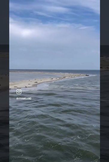 Zeehonden spotten op Ameland⛴️