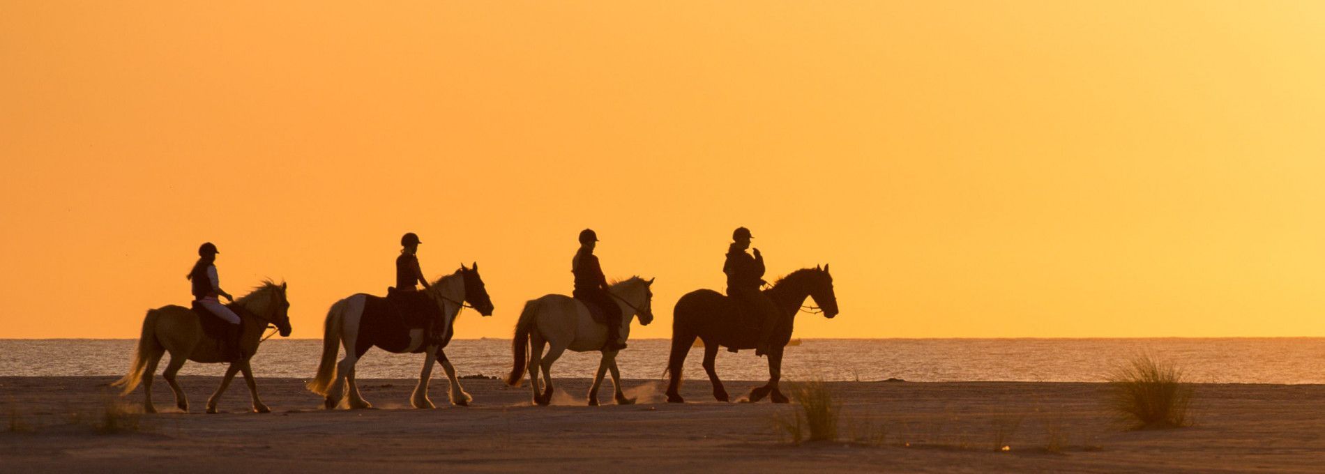 Horseback riding on Ameland - Tourist information 