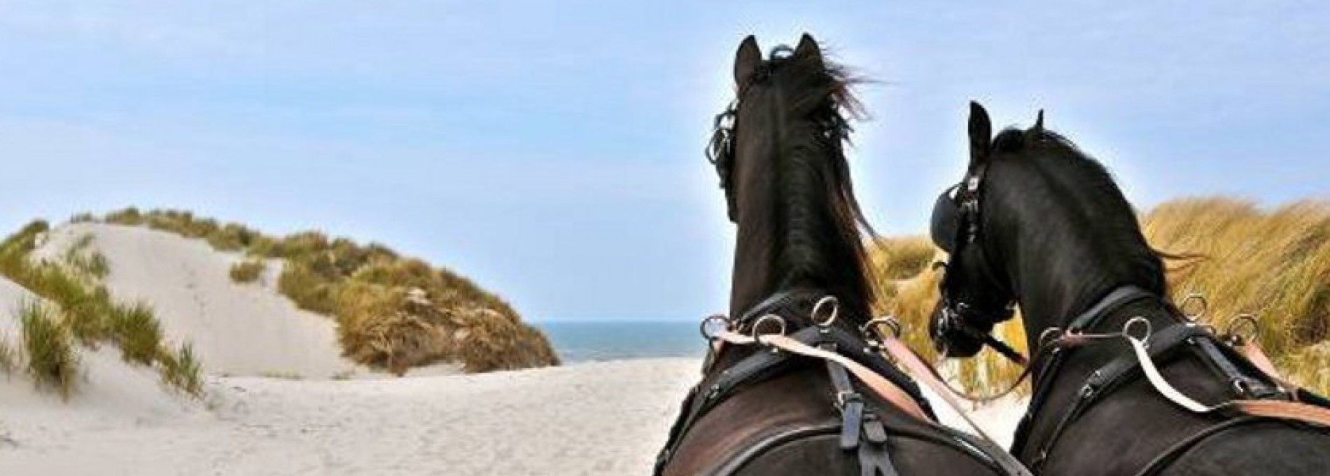 Stable van Buren - rental group trips Ameland
