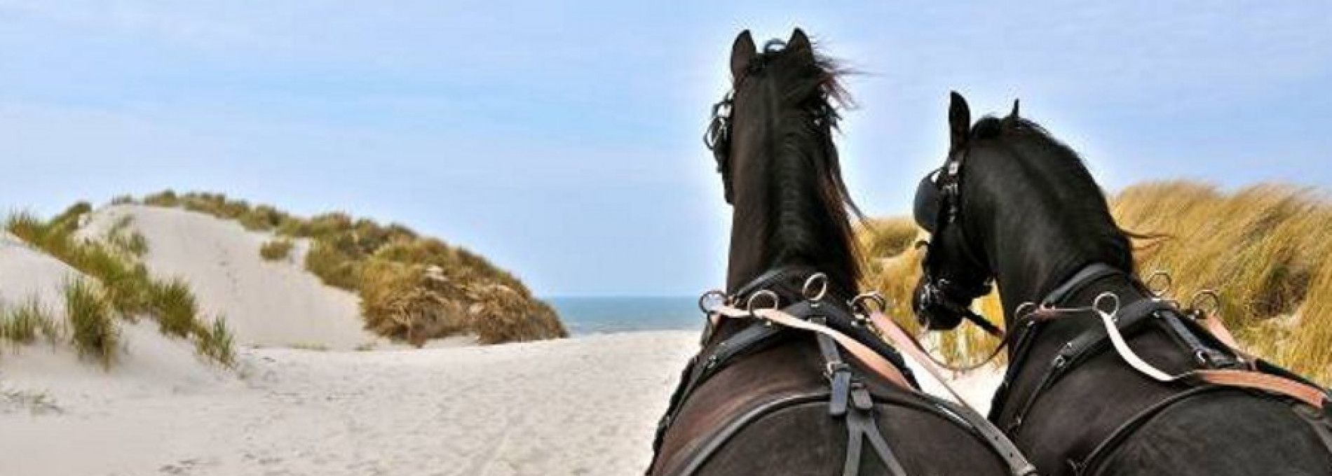 Stable van Buren - rental group trips - Tourist Information Centre
