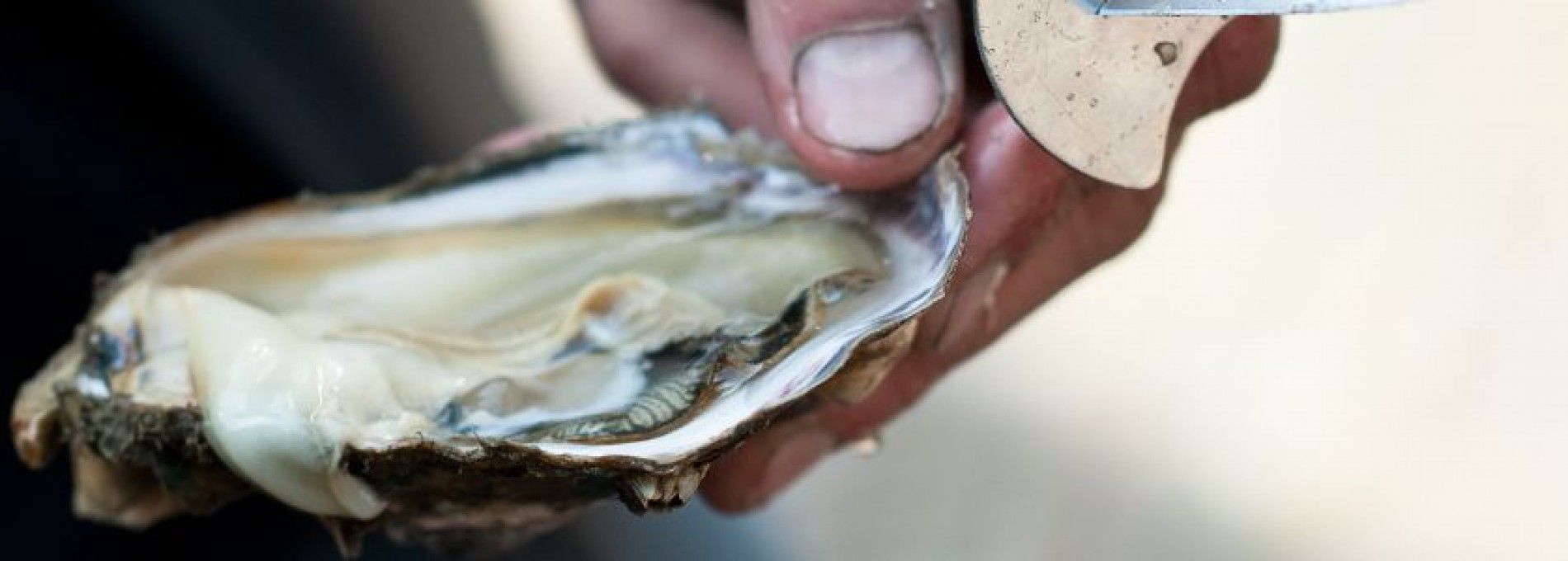 Ameland clams, mullet fillet and sea bass