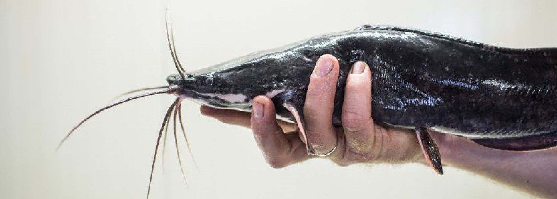 Ameland Catfish