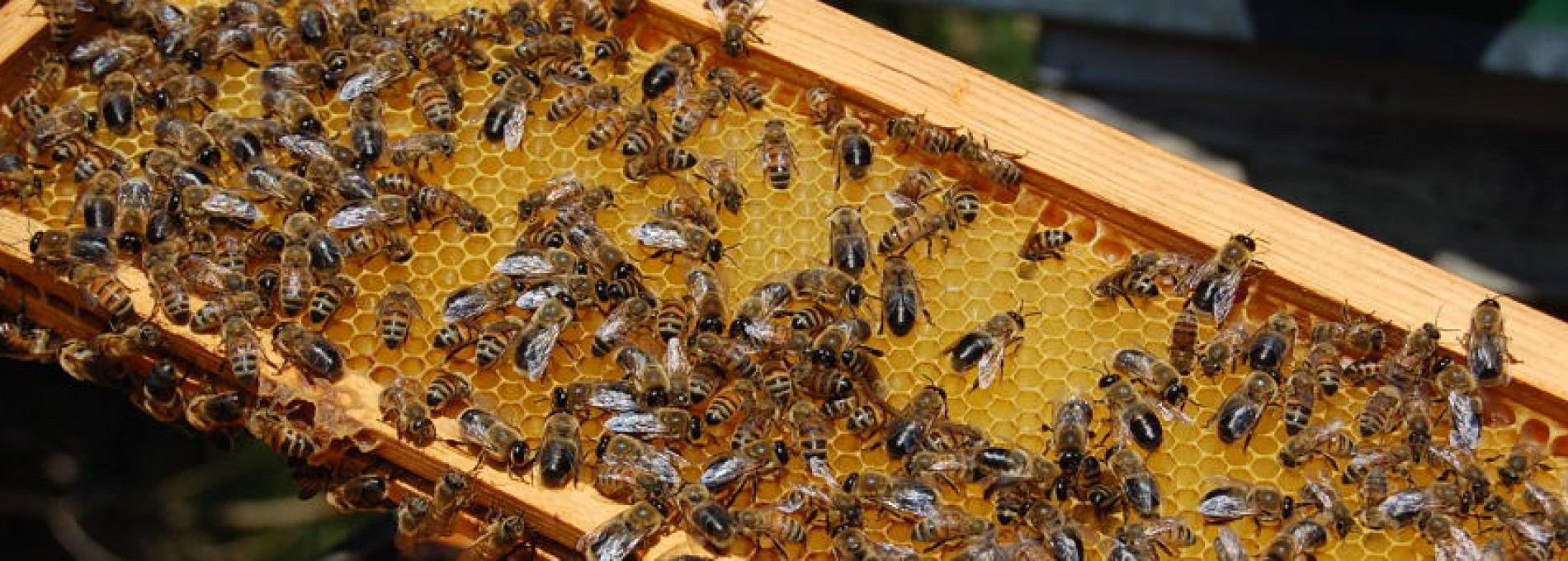 Amelander honing - Amelands Produkt - VVV Ameland