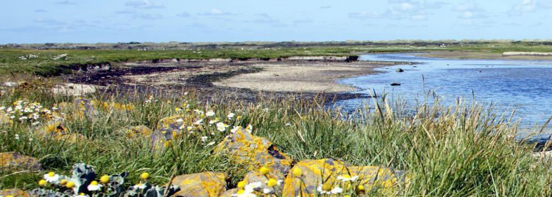 Flora and fauna on Ameland