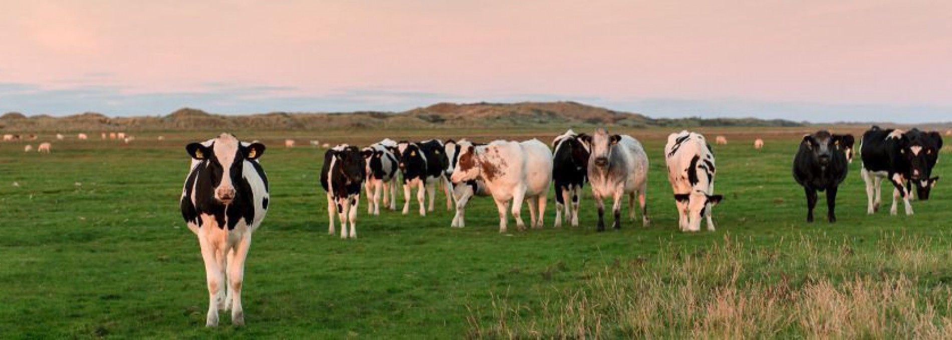 Veterinarian Ameland