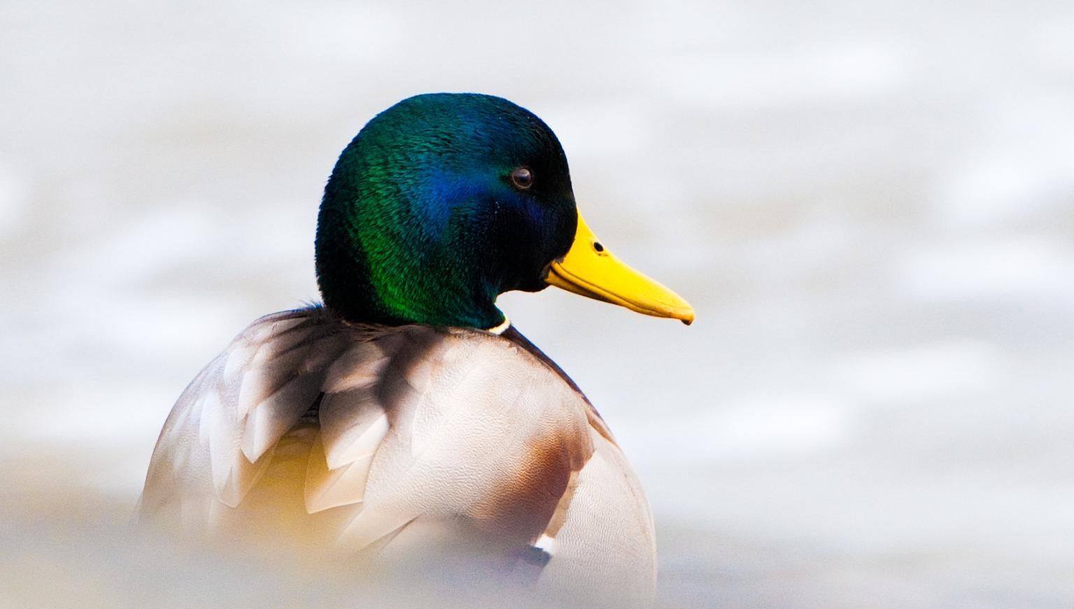 Duck pond Hollum - VVV Ameland