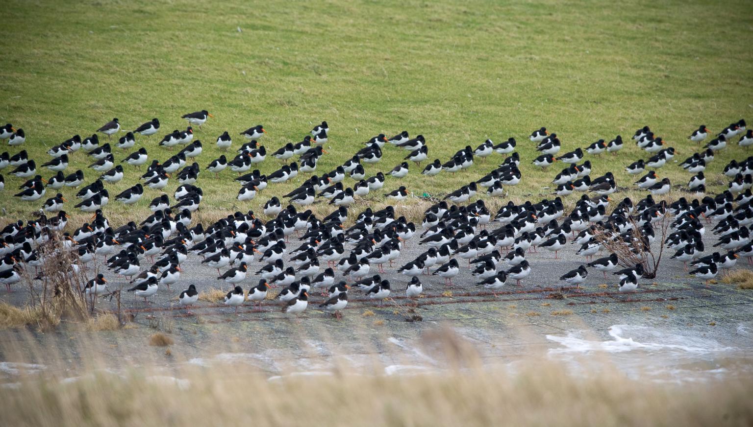 Birds on Ameland - VVV Ameland