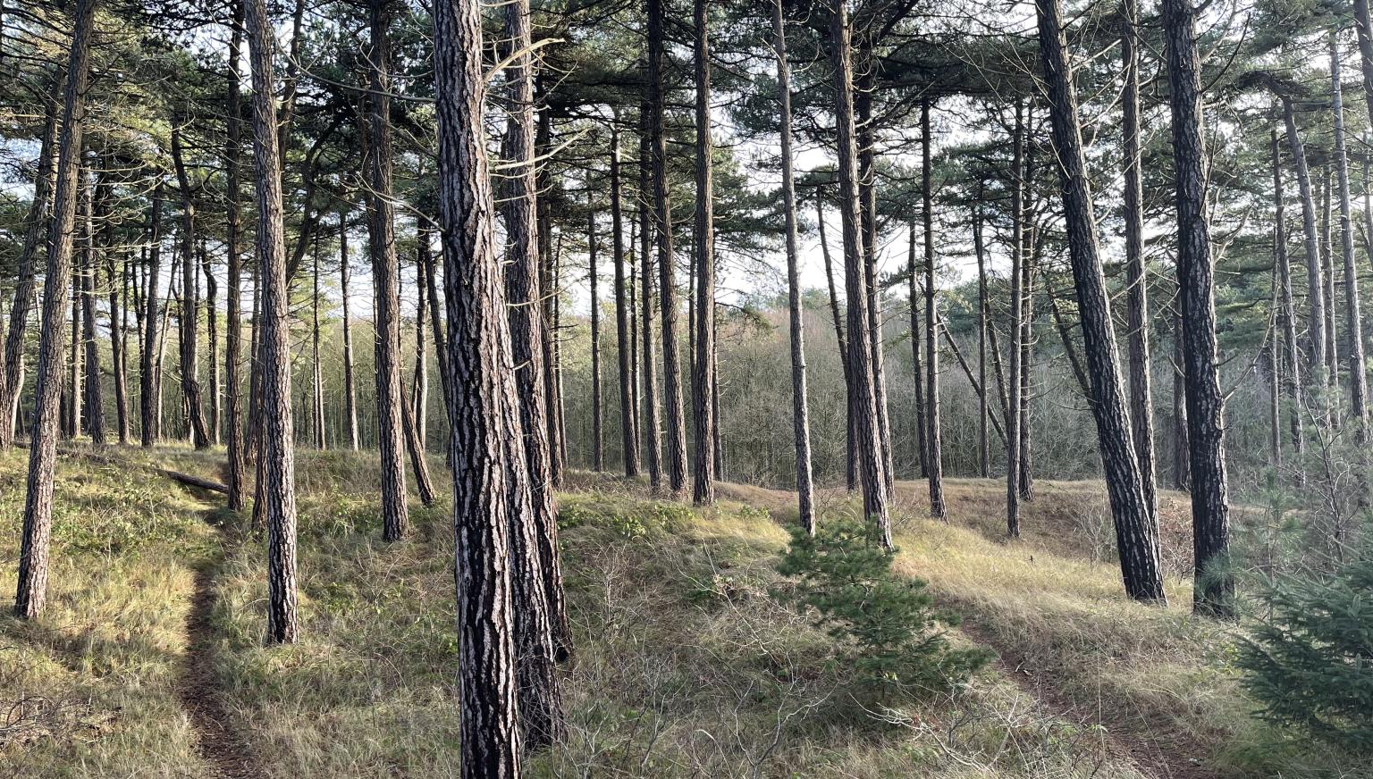 The Hollumer forest - VVV Ameland