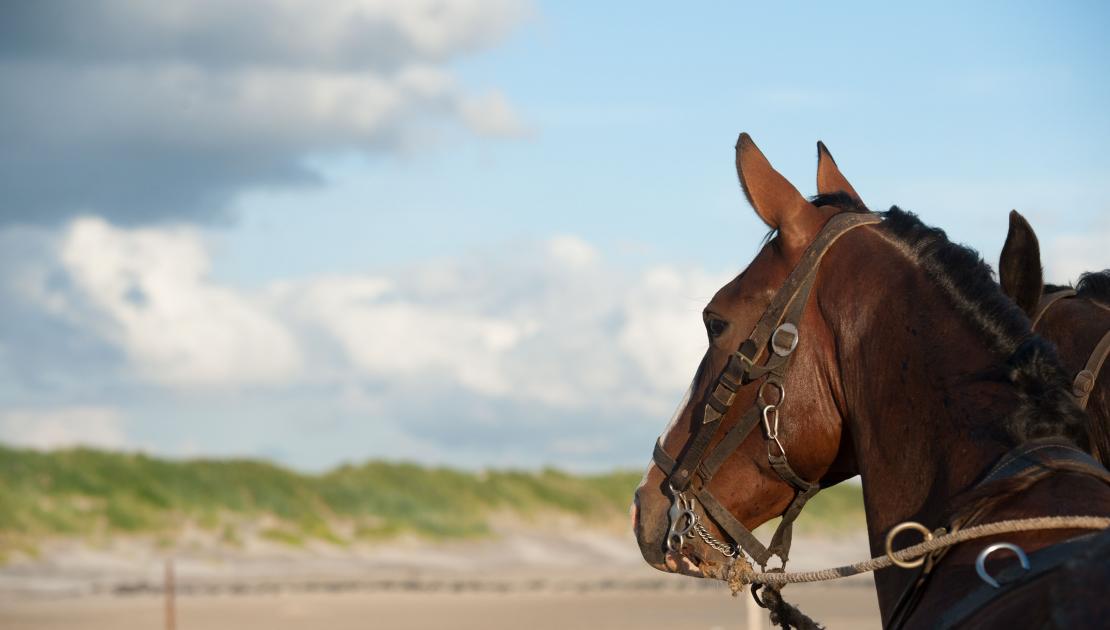 Demonstration horse-drawn rescue boat - Tourist Information 