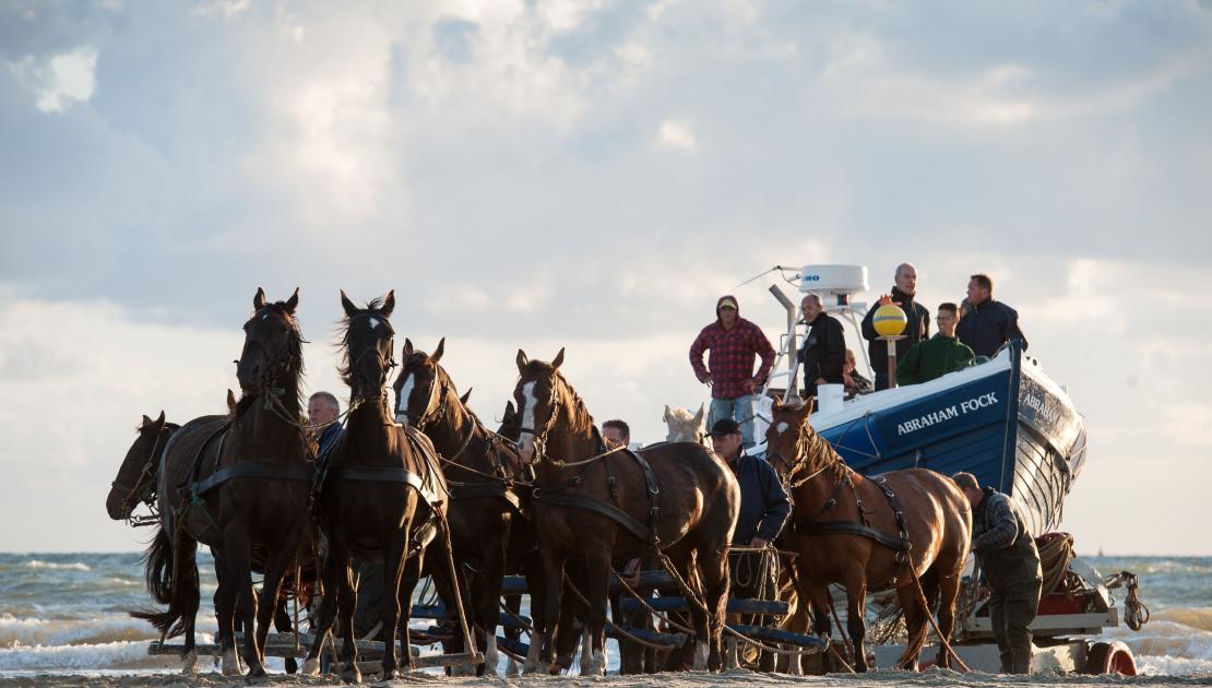 Demonstration horse-drawn rescue boat - Tourist Information 