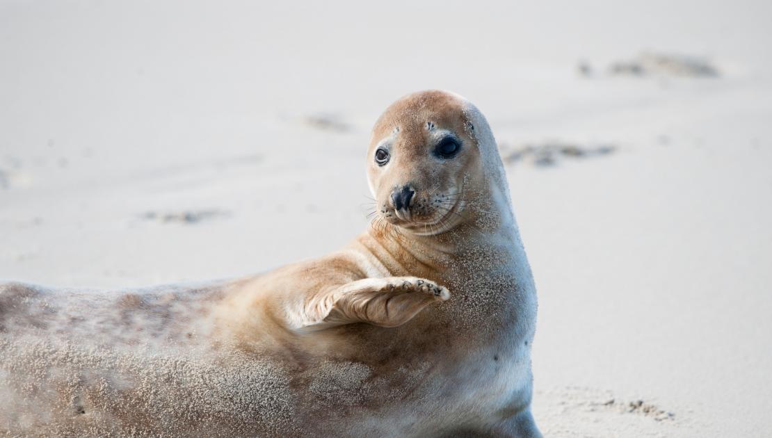 Seal expeditions Ameland - Tourist Information 