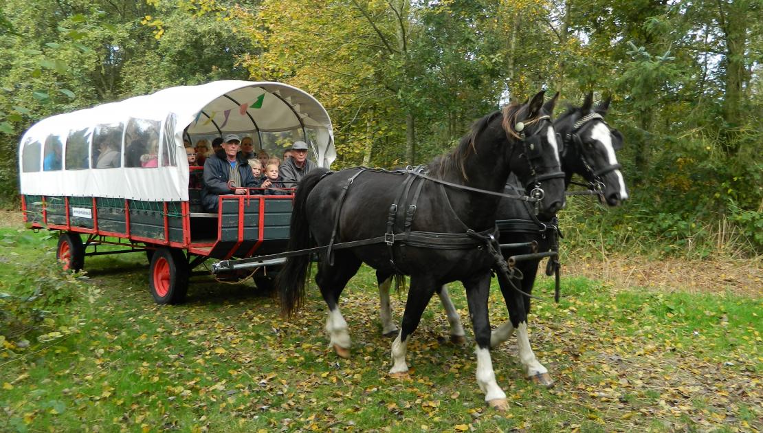 Covered wagon and horse and carriage roundtrips - Tourist Information Centre 