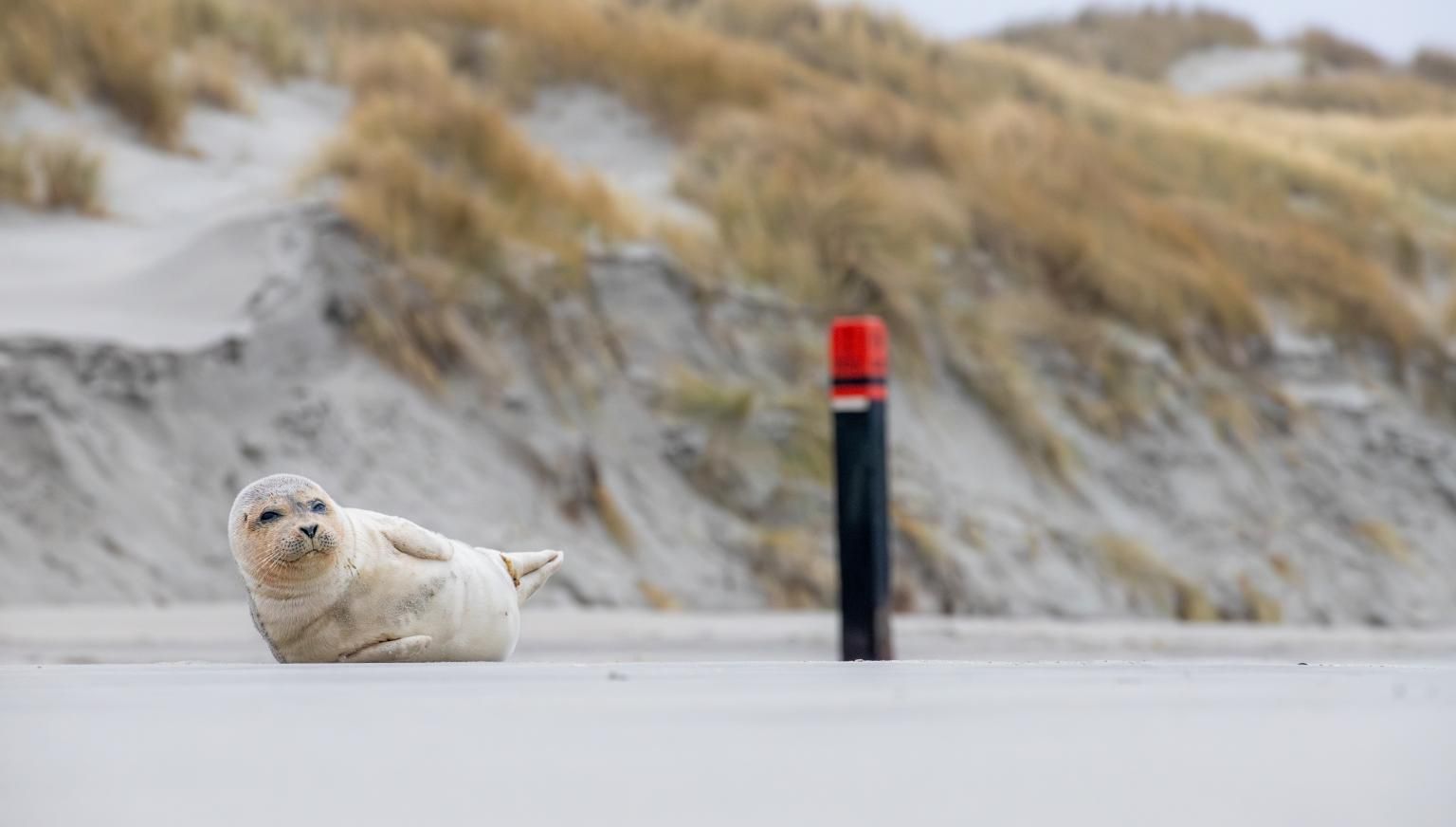 The seal - VVV Ameland
